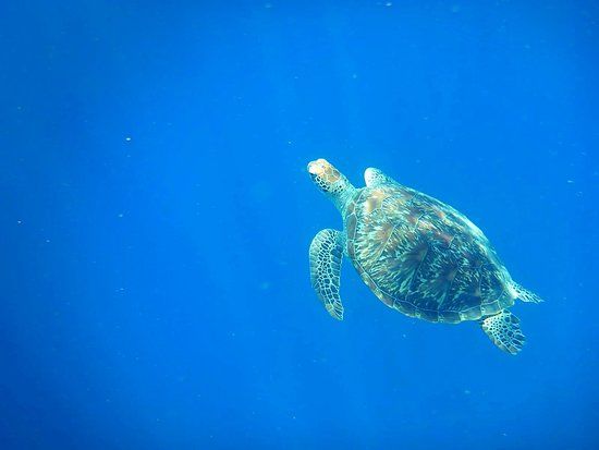 Gili Meno Sea Turtle Sanctuary